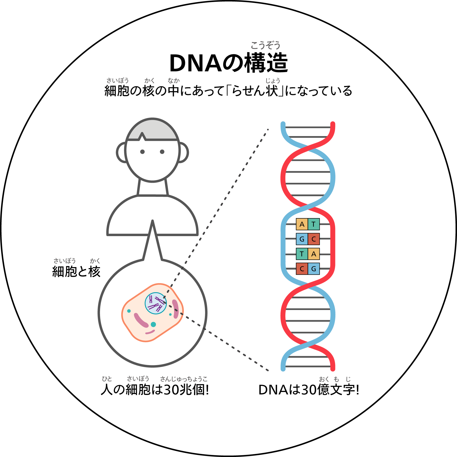 DNA